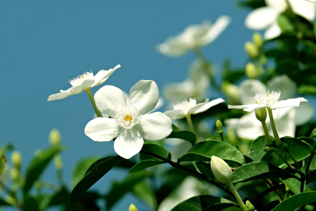 
a jasmine tree