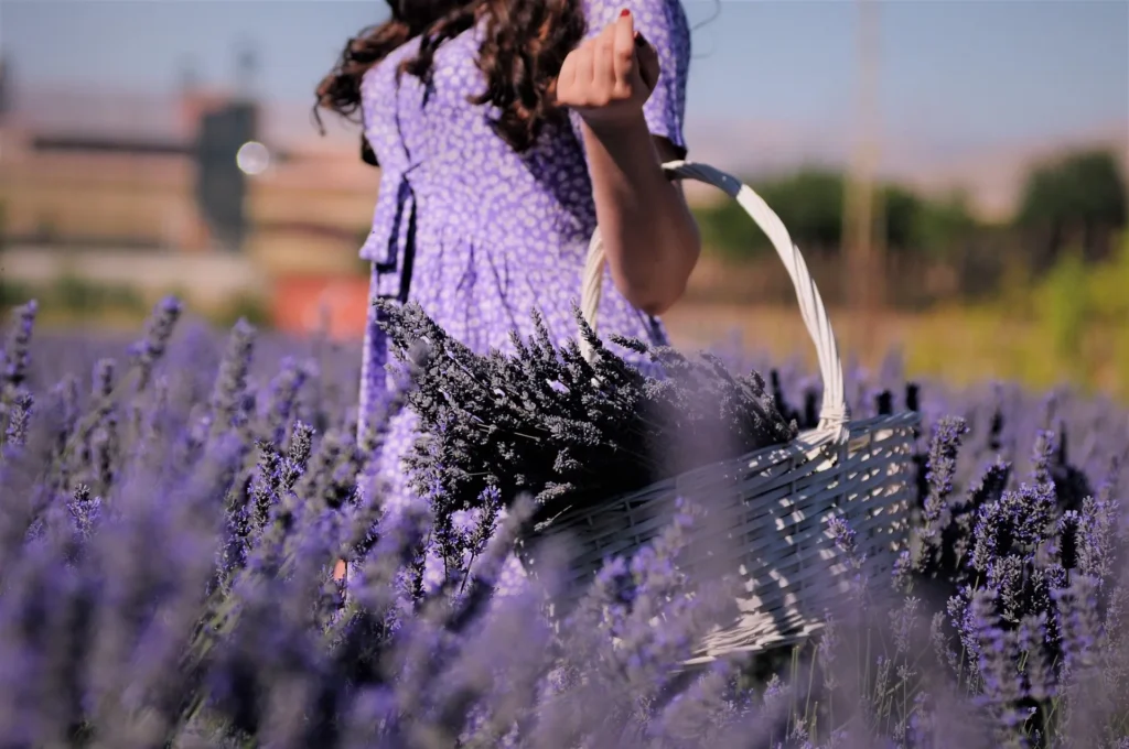 a young woman holding a basket of lavender in her arms and walking through a lavender field for Calming and  Reduce Stress