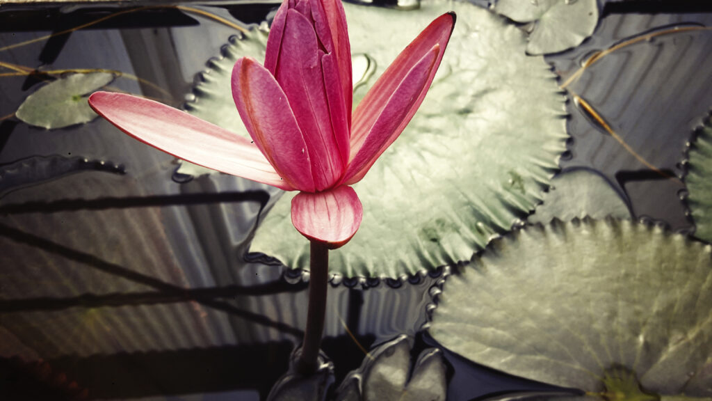XERISCAPINGgarden Water-Guzzling Plants vs. Xeric Plants