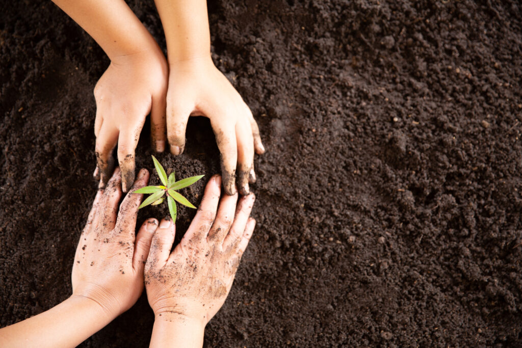 hands holding and caring a young green plant
