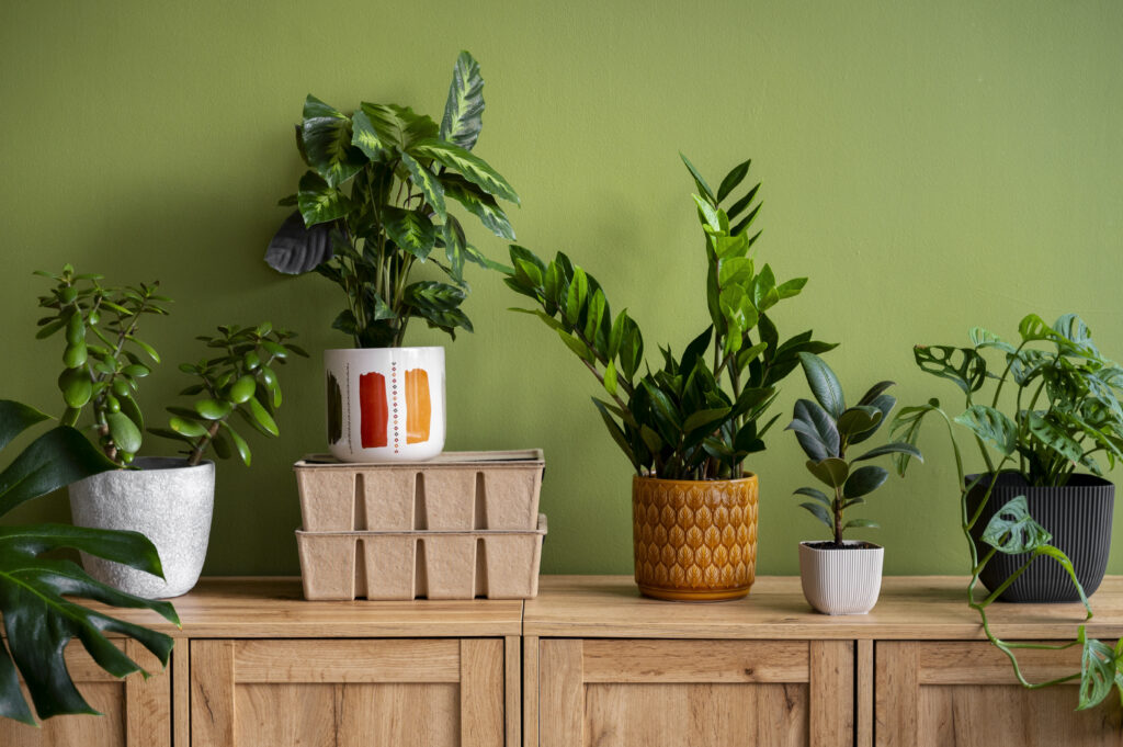 indoor plant vase on a table