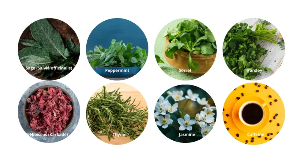 TEAS TO AVOID WHILE BREASTFEEDING-Sage (Salvia officinalis- Peppermint (High Doses) - Parsley (Large Amounts) - Sorrel - Thyme (Strong Concentrations) Hibiscus - Jasmine - Caffeine